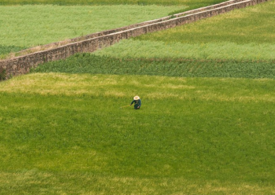 London – Feeding China: Sustainability and Challenges in the Quest for Food Security