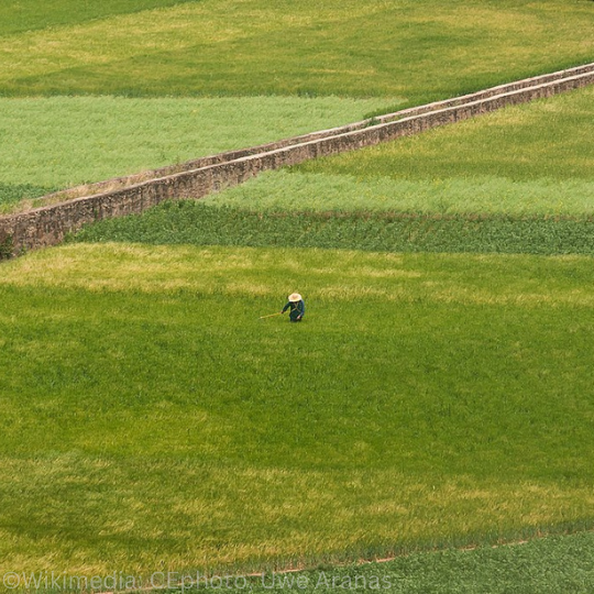 London – Feeding China: Sustainability and Challenges in the Quest for Food Security